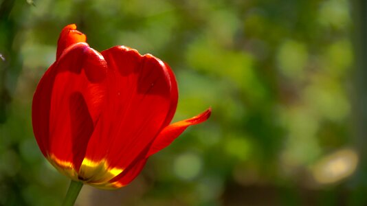 Flowers bloom day