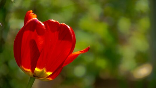 Flowers bloom day photo