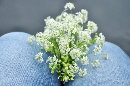 Country jeans white flowers