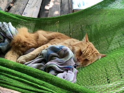 Cat in hammock sleeping cat tiger cat photo