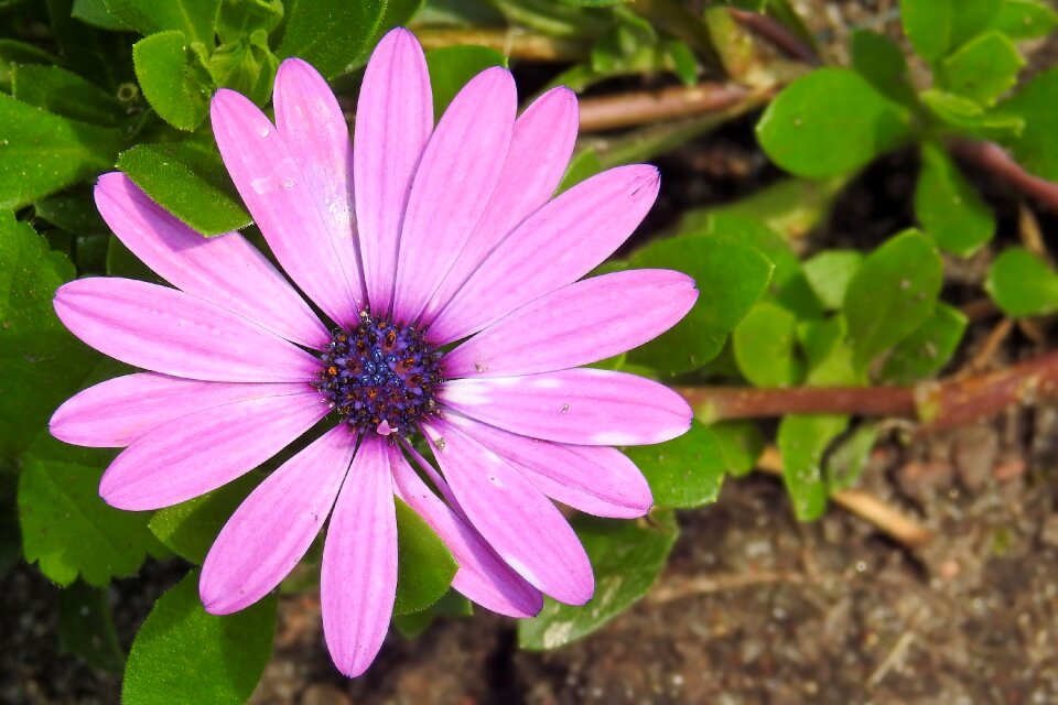 Blossom bloom flower