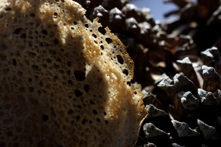 Pinecone brittany buckwheat