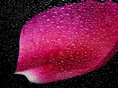 Petal leaf plant