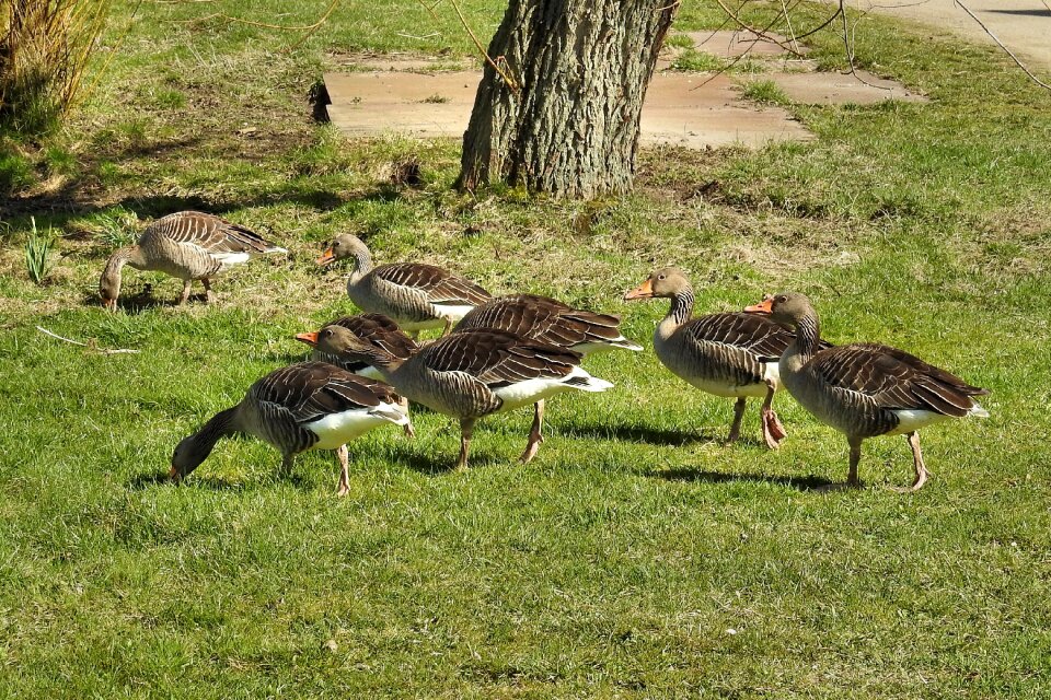 Poultry water bird migratory bird