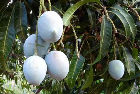 Tropical sweet natural