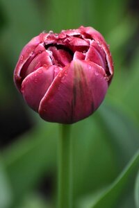 Nature red flower blossom