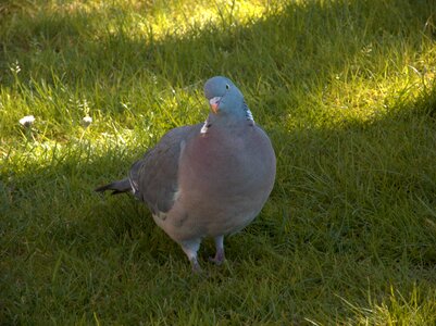 Bird pigeons colombo photo