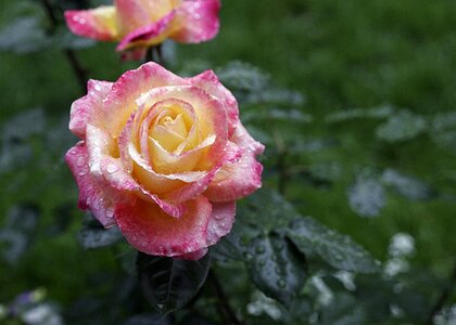 Flower pink rose yellow rose