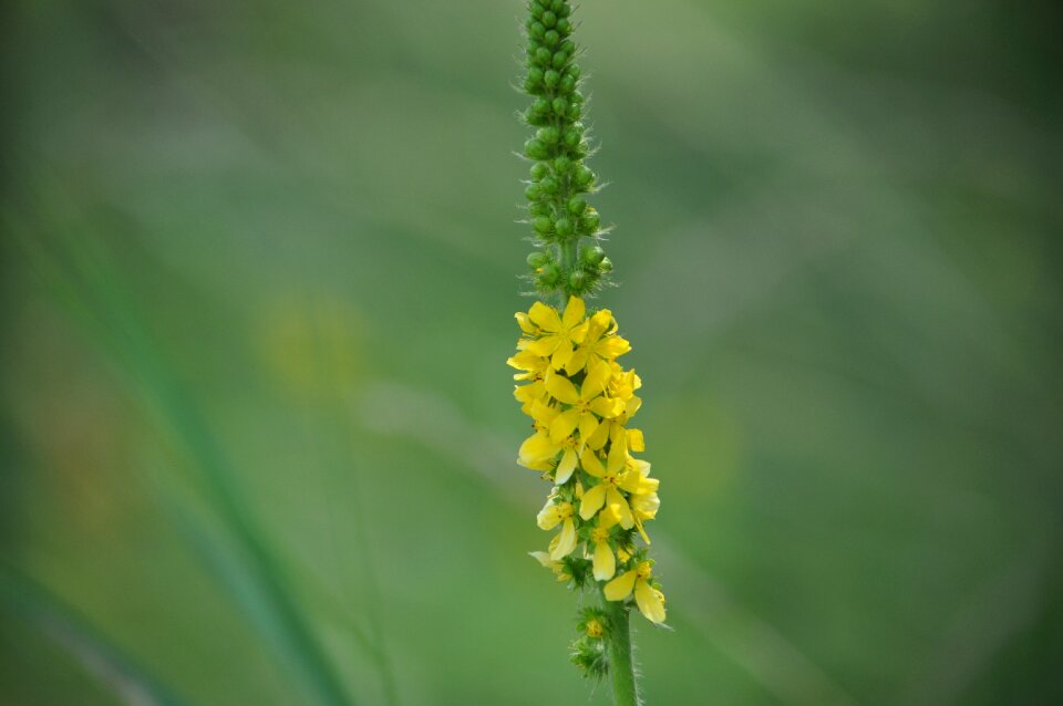 Flower spring fresh