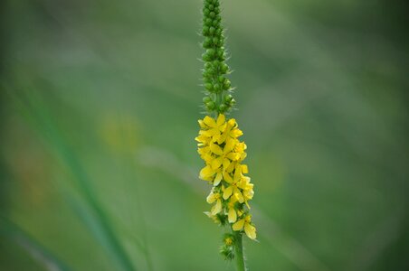 Flower spring fresh