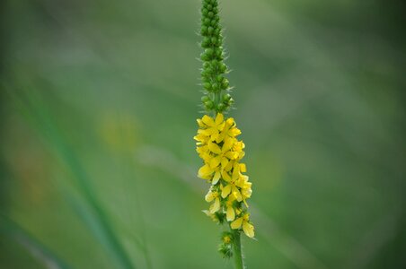 Flower spring fresh photo