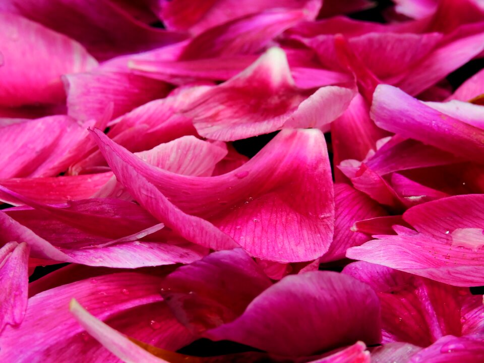 Blossom bloom close up