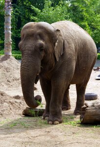 Proboscis large colossus