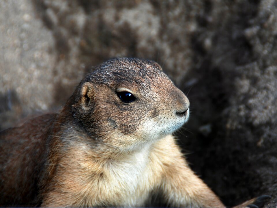 Animal prairie dog sciurids