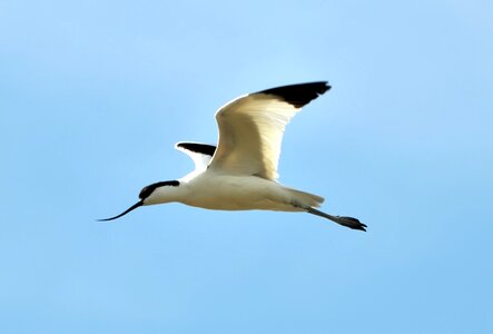 Wings flight sky photo