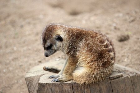 Zoo meerkat brown