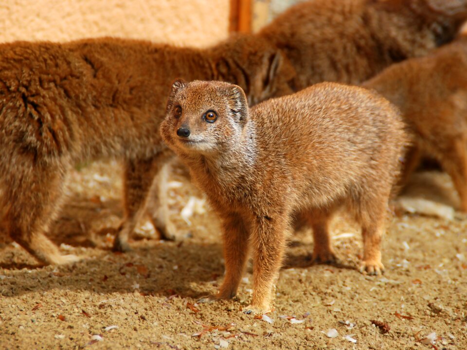 Yellow mongoose animal mammal