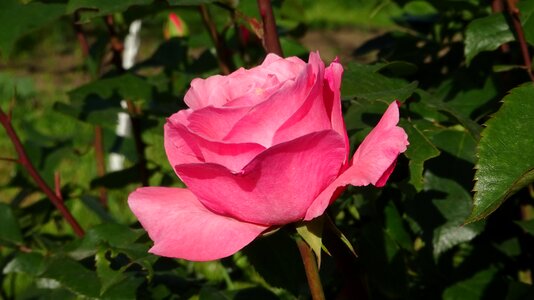 Love petals rose bloom