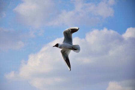 Nature wings sky photo