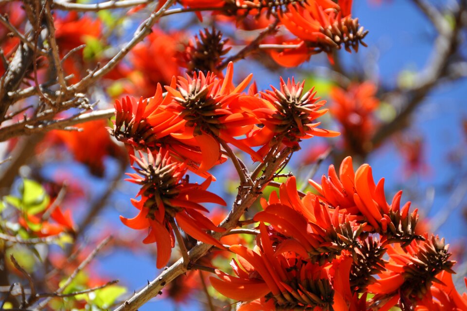South africa spring gauteng