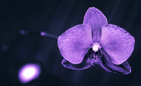 Orchidaceae stone flowers photo