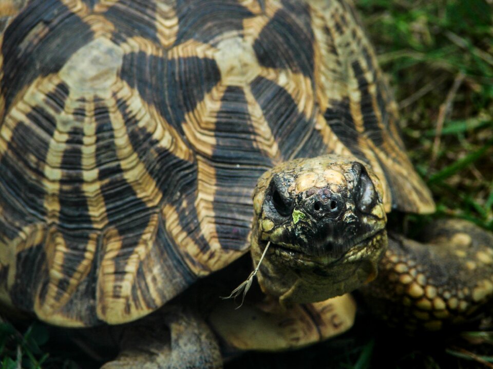 Animal wildlife nature