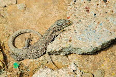 Female stone reptile