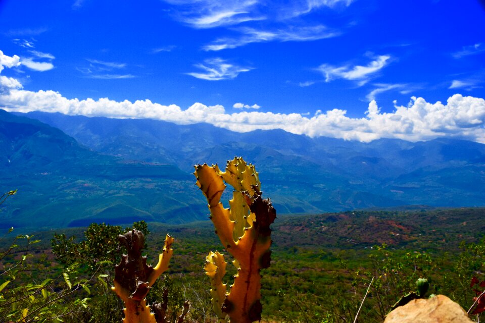 Landscape plant mountain
