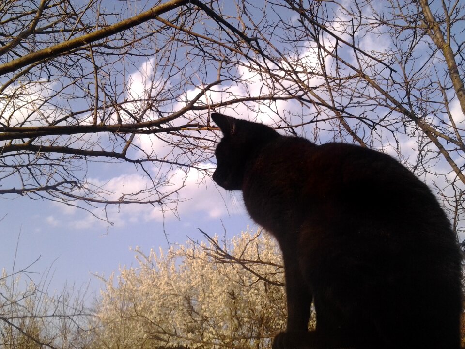 Domestic cat animal pets
