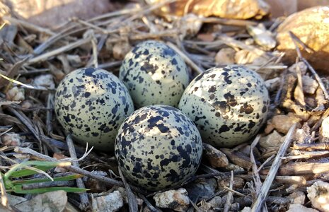 Plover eggs killdeer plover eggs clutch photo