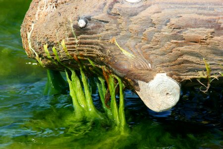 Abstract sea animal log photo