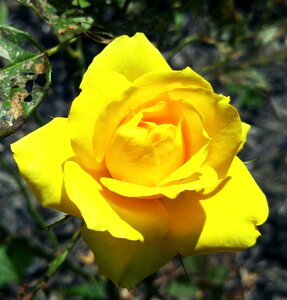 Ohio flower