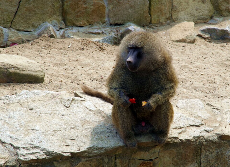 Wild the creation of zoological garden