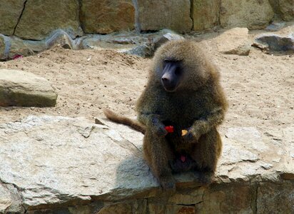 Wild the creation of zoological garden