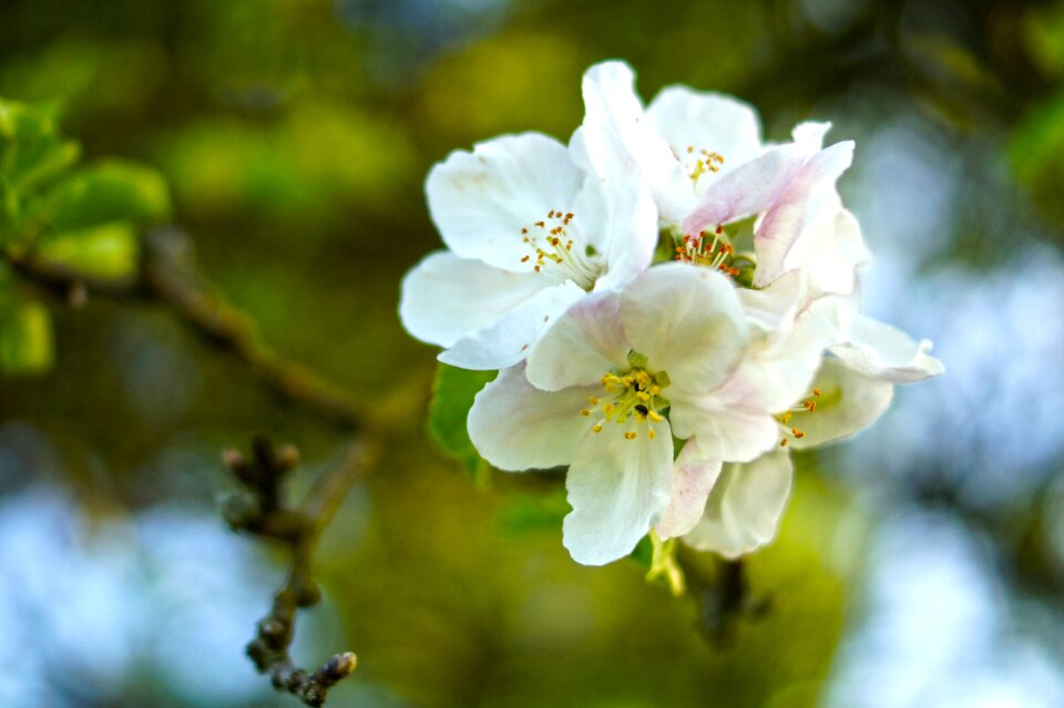 Nature cherry cherry blossom