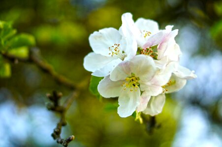Nature cherry cherry blossom photo