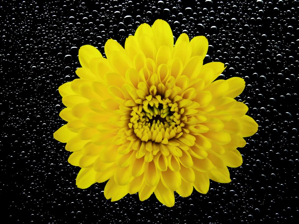 Chrysanthemum nature plant