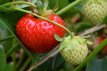 Fruit ripe immature