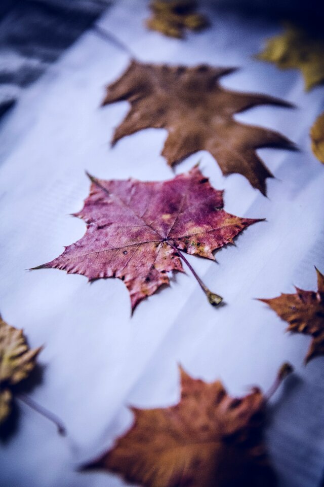 Leaf tree brown