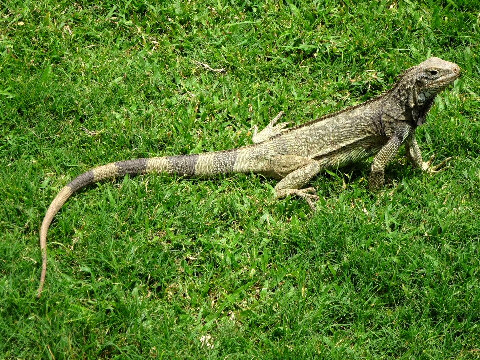 Scale lizard animal world