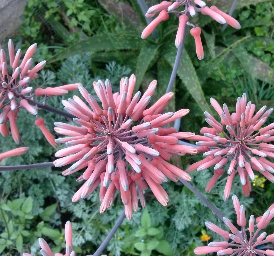 Orange nature aloe flower