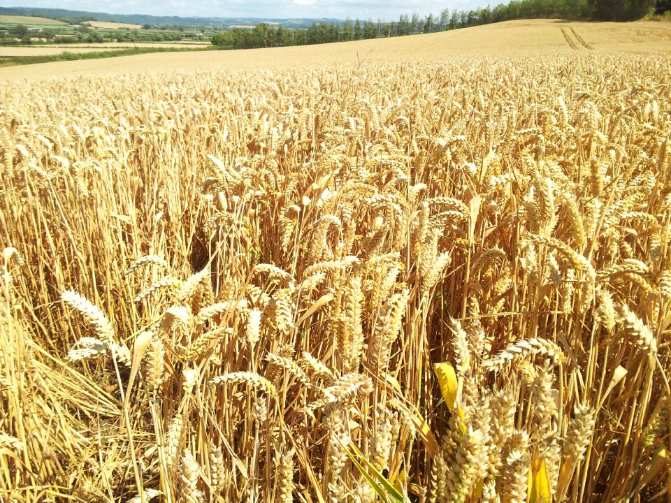 Agriculture farmland cereal