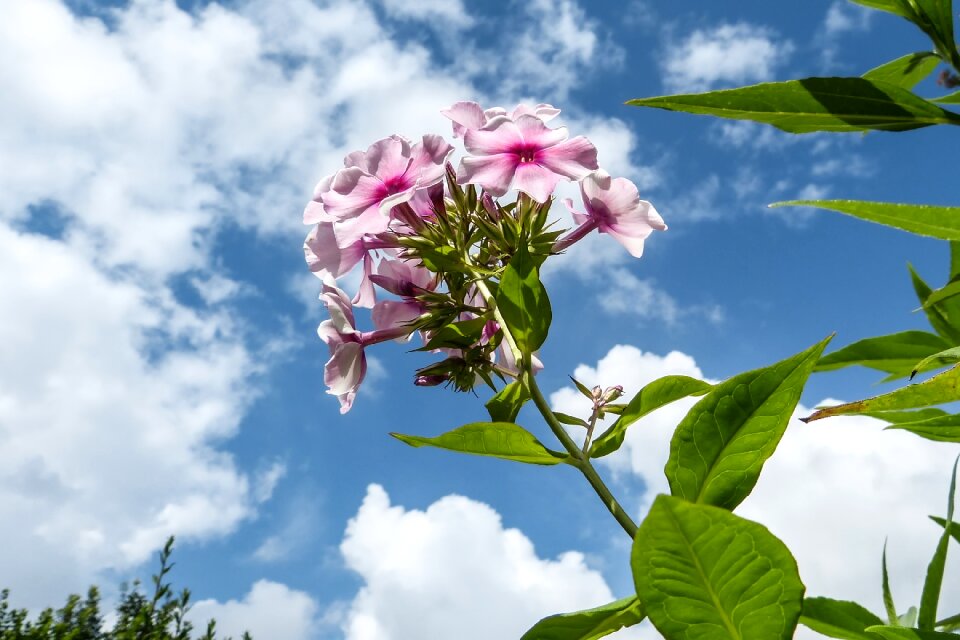 Pink plant sky photo