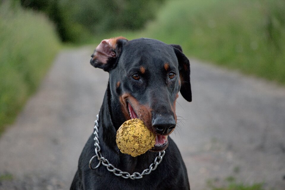 Dog pet ball