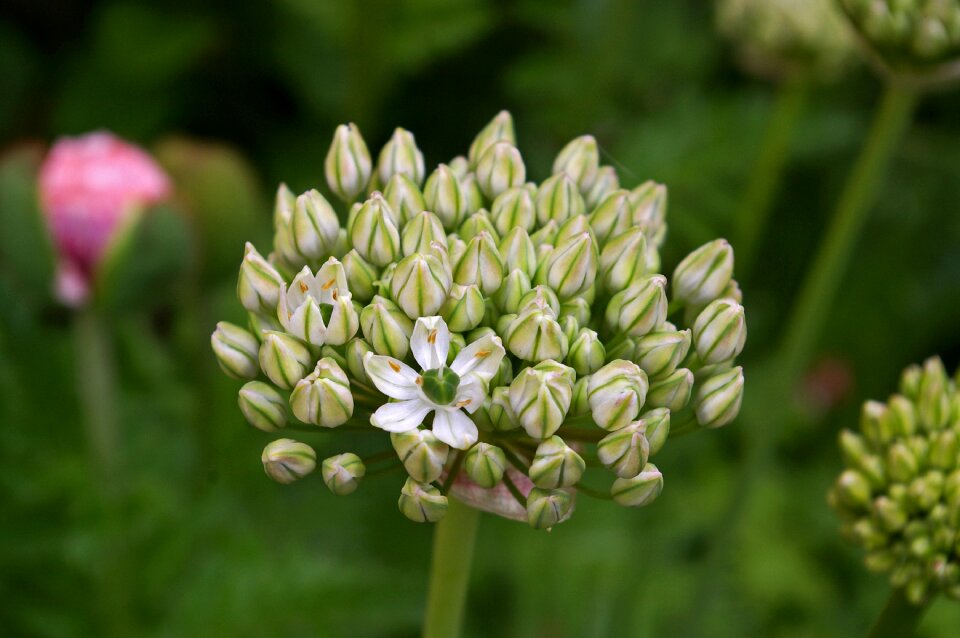 Bloom nature schnittblume