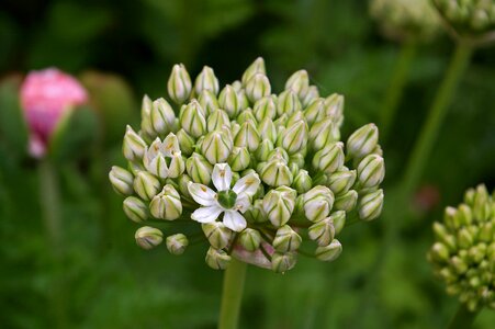 Bloom nature schnittblume photo