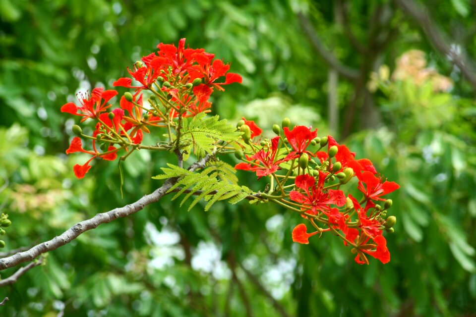 Red tree poinciana