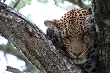 Animals leopard wildlife photo