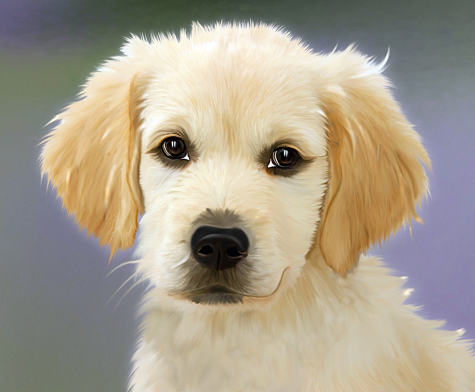 Face trusting puppies
