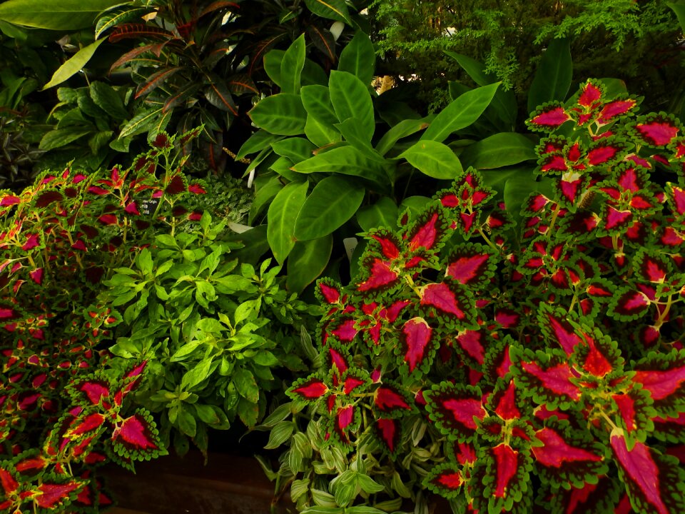 Garden flora a garden plant